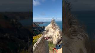 Cairn terriers Autumn coastal stroll [upl. by Fleischer]