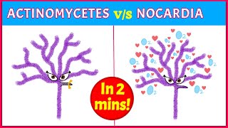 Actinomycetes Vs Nocardia Points you need to know [upl. by Eyma758]