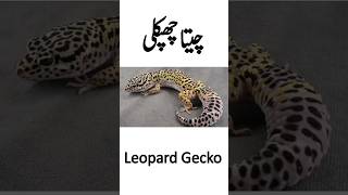 Leopard Gecko  Cheetah Chipkali  Fait Tailed Gecko [upl. by Aeet]