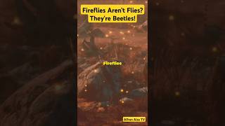 Fireflies Arent Flies Theyre Beetles [upl. by Ruddy]