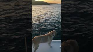 Sail Sunset  LuperónDominican Republic Sailing Travel Sunset Oceanlife Catamaran Views Dogs [upl. by Pool]