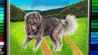 Drawing Caucasian Shepherd Dog  4KUHD  Drakonarus [upl. by Anaerol]