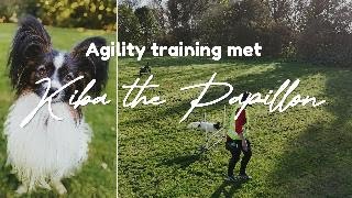 Dog Agility training with a papillon Mini4Pro footage [upl. by Ardath]