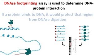 DNAse footprinting assay [upl. by Anicnarf]