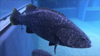 【海遊館】ゆっくり泳ぐタマカイの紹介（Giant grouper）Epinephelus lanceolatus [upl. by Innavoij430]