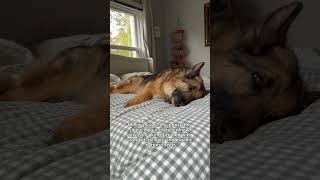 There’s nothing cuter than a sleepy German Shepherd 🥺 [upl. by Hayidan18]