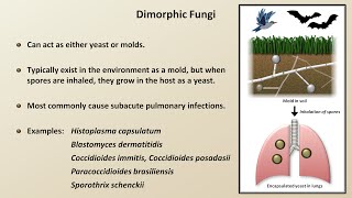 Classification and Structure of Fungi Fungal Infections  Lesson 1 [upl. by Lise]