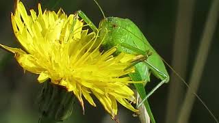 Sikkelsprinkhaan – Phaneroptera falcata  Annelies van Klinken [upl. by Elbertina]