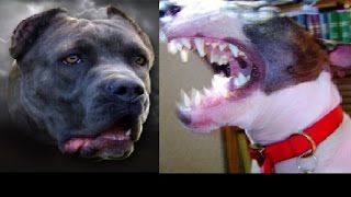 American Bandogge vs Bullterier [upl. by Kcim]