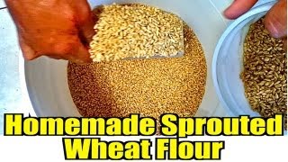 Homemade Sprouted Wheat Flour [upl. by Ultima]