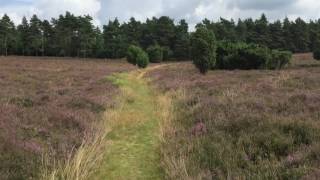 Heideblütenbarometer 080816 Krelinger Heide [upl. by Harbird681]