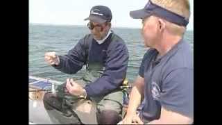 Fishing Spring Blackfish Tautog with Clams [upl. by Anitsenre]