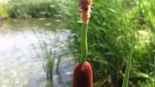 Lesser Bulrush Typha Angustifolia L  20120623 [upl. by Dennard]