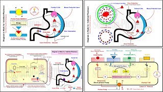 Antiulcer Drugs  Mechanism of Action for All Antiulcer Drugs  Treatment of Peptic Ulcer  Ulcer [upl. by Zandt]