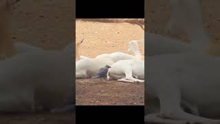 Crow Removing Ticks From Deer Skin [upl. by Byron]