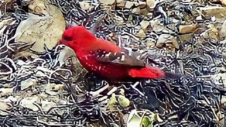 Red avadavat Red munia or Strawberry finch or Amandava amandava Activity amp call लाल मनोली पक्षी [upl. by Aynor327]