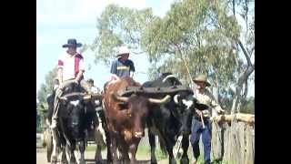 Bullock team in paradeMOV [upl. by Shadow]