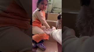 Cute Himalayan Shitzu giving hands shorts viral trending dogs viral doglife [upl. by Nahbois409]