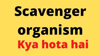 scavenger meaning shorts science biology [upl. by Irwin]