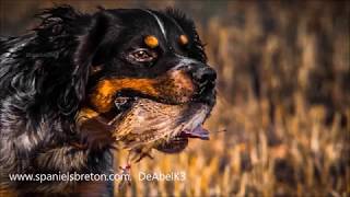 Spaniel BretónDeAbelK3tricolorpasión breton [upl. by Annirok]