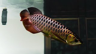 Most Beautiful Crossback Blue Base Arowana  Super Rare Arowana in Asia [upl. by Malvina]