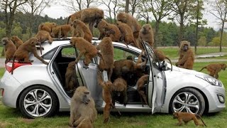 Knowsley Safari  Safari park  Liverpool UK  Wildlife [upl. by Novyart965]