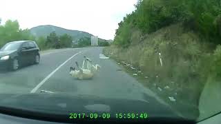 Car Crash on Dog FRMO Macedonia Skopje DOG continues to live [upl. by Shuler]