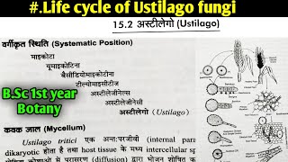 Life cycle of Ustilago fungi  BSc first year botany 1st semester Microbiology and plant pathology [upl. by Drawde]