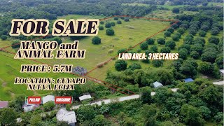 V373 3 HECTARES MANGO AND ANIMAL FARM PRICE 57M LOCATION CUYAPO NUEVA ECIJA WITH DRONE VIDEO [upl. by Saiasi943]