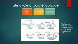 Life Cycle of Bacteriophage  Lytic Lysogenic and Induction [upl. by Airetnuhs]