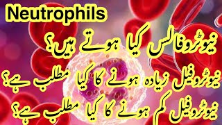 What is Neutrophils in CBC test  What does it mean when neutrophils are high  Low neutrophils [upl. by Chirlin]