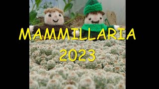 Mammillarias 2023 🌵🌵🌵 [upl. by Ived726]