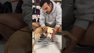 DOG BOOTS dogdad funnyvideo funnydogvideo dogshoes [upl. by Reitrac436]