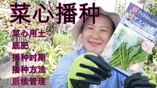 【麗的庭院生活 141】想種出粗壯，清甜的菜心？播種及田間管理很重要！要領送給你，看到最後你就賺到了！！ [upl. by Mahla]