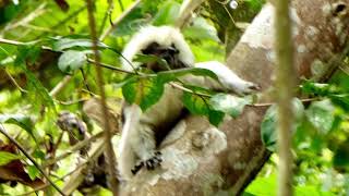 Parque Nacional Natural Tayrona North Colombia [upl. by Llecram314]