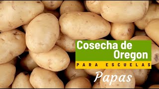 Cosecha de Oregon para Escuelas Papas [upl. by Anaig]