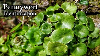 Pennywort Umbilicus rupestris identification [upl. by Airogerg]