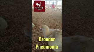 Brooder pneumonia 🐥shortsvideo [upl. by Elisabet]