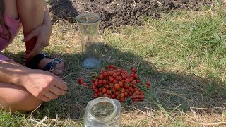 We pick cherry tomatos [upl. by Aleahpar]