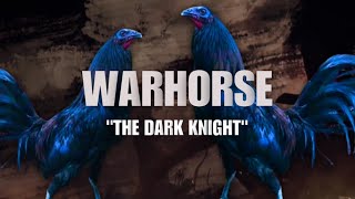 WARHORSE GAMEFOWL BLOODLINE Fighting Style and History [upl. by Bille]