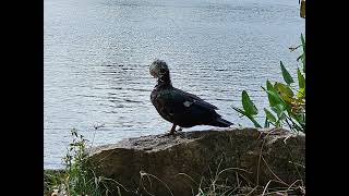 Some Birds at Mueller Lake Park  11324  Austin TX [upl. by Nereids521]