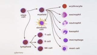 Immunology 101 The Basics and Introduction to our Patient [upl. by Marie-Jeanne]