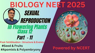 NCERT Class 12  Seed  Fruit  Apomixis amp Polyembryony [upl. by Codd40]