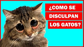 ¿Cómo se disculpan los gatos con los humanos [upl. by Erialb]