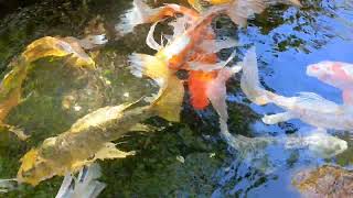 《24Nov4》𓆟 The carp in the pond at Nesugatayama have long fins [upl. by Nessaj]