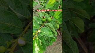 New variety Guava Plant Available shorts viralvideos wholesalenursery [upl. by Kcirb]