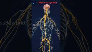 Nervous system in 3d animation 3dart human body [upl. by Allerim]