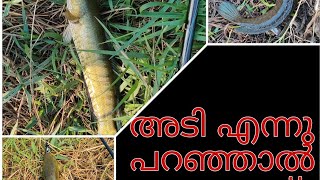 ചറ പറ വാരൽ അടി കേറി നോക്കിക്കോ 🔥🔥🐟fishing keralafishing bravo shimano fishguppymanfishing [upl. by Olathe]