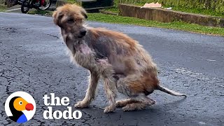 Guy Feeds Stray Dog Until He DisappearsGuess Where He Went  The Dodo [upl. by Fauver]