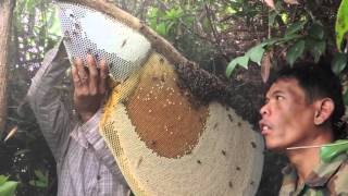 Harvesting Honey from Giant Honeybees in Cambodia [upl. by Nnayllehs208]